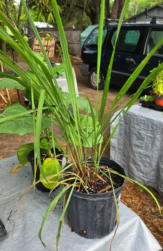 Photo of Lemongrass, *Cymbopogon citratus* • 1 gal