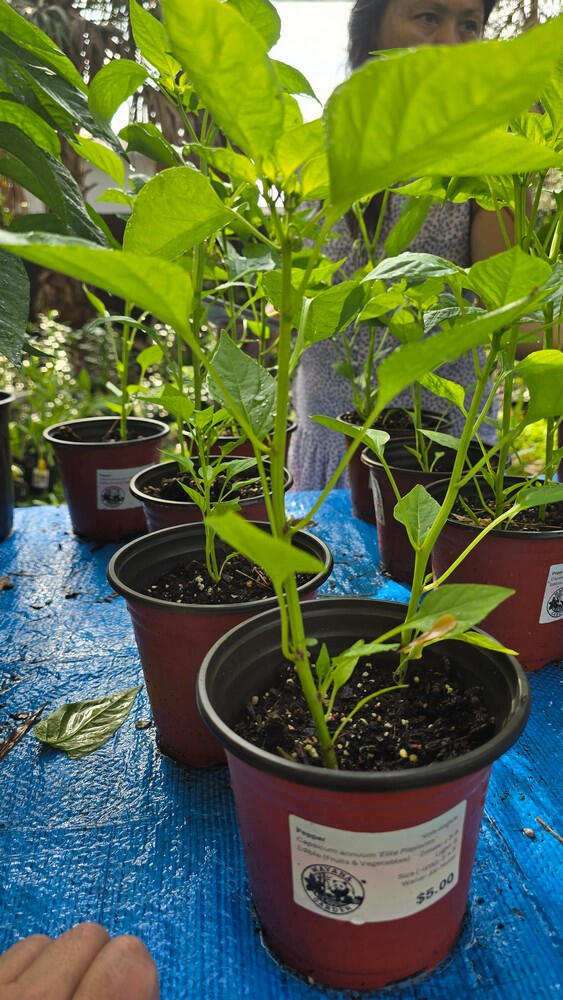 Photo of Pepper, Pimiento (Sweet) *Capsicum annuum* • Seed-grown • 1 gal