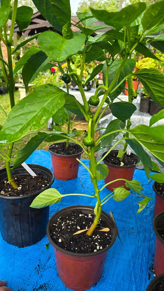 Images of Pepper, King of the North (Bell) Capsicum annuum • Seed-grown • 1 gal