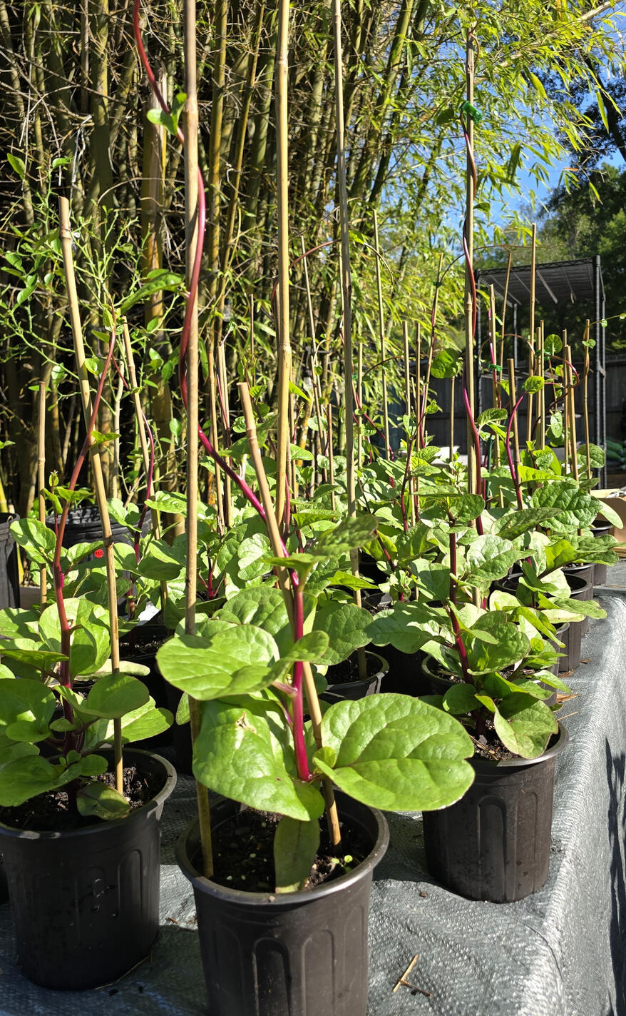 Photo of Malabar Spinach, Basella alba ‘Rubra’ • seed-grown • 1 gal