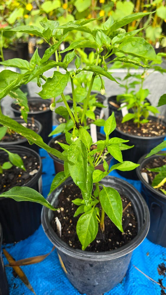 Photo of Pepper, Cayenne ( Hot) Capsicum annuum • Seed-grown • 1 gal