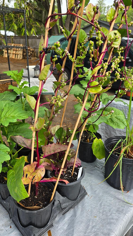 Photo of Malabar Spinach, Basella alba ‘Rubra’ • seed-grown • 1 gal