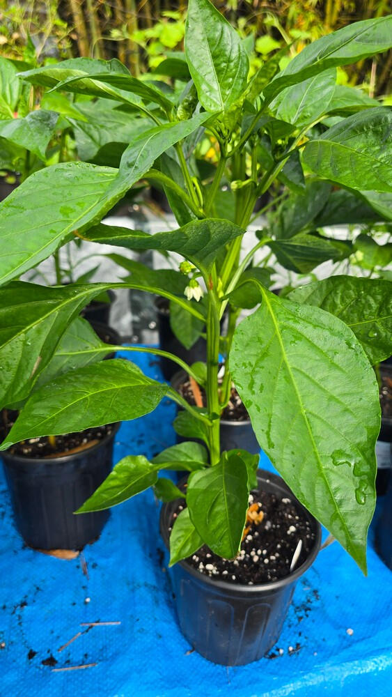 Photo of Pepper, Jupiter (Bell) *Capsicum annuum* • Seed-grown • 1 gal