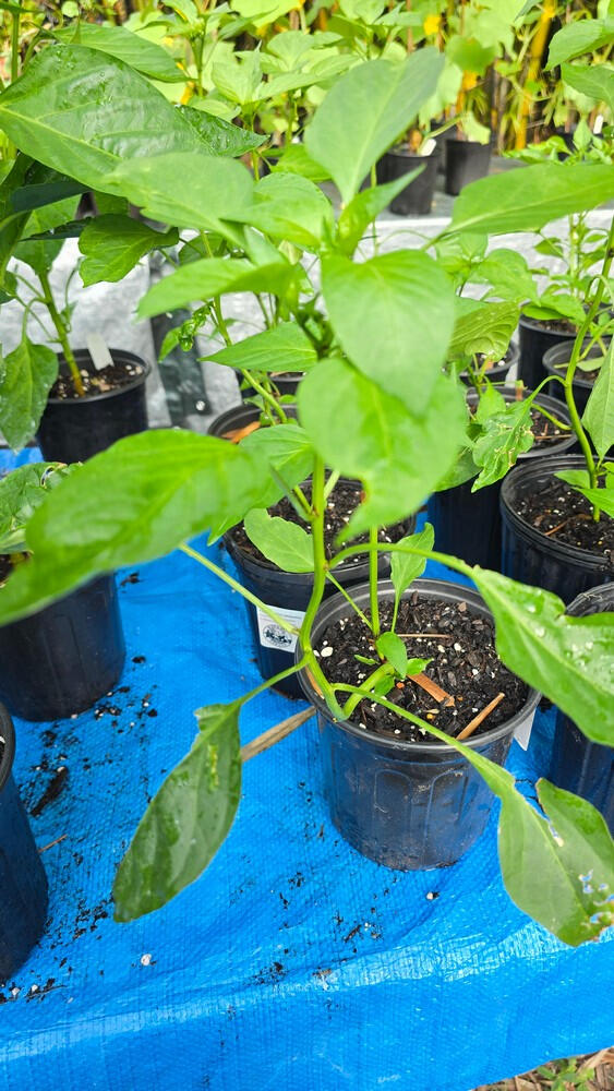 Photo of Pepper, Jalapeño (Hot) Capsicum annuum • Seed-grown • 1 gal
