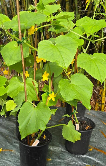 Photo of Cucumber (Heirloom) • Cucumis sativus ‘Improved Long Green’ • 1 gal
