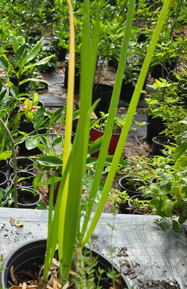 Photo of Green Onions, Allium fistulosum • 1 gal