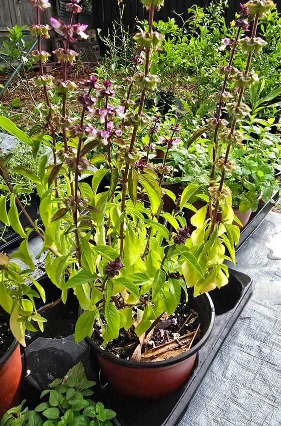 Photo of Basil, Thai Holy, *Ocimum tenuiflorum* • Seed-grown • 1/2 gal