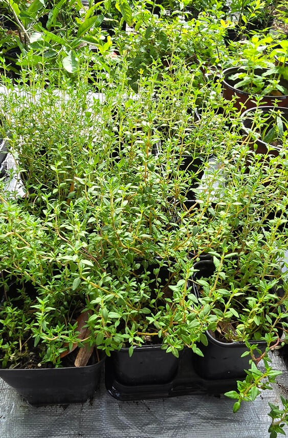 Photo of Thyme, English, *Thymus vulgaris* • Seed-grown • 1 quart