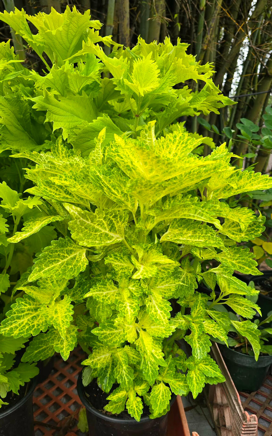Coleus 'Main Street River Walk'
