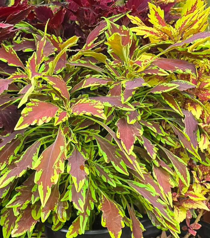 Coleus ‘Stained Glassworks Le Freak’