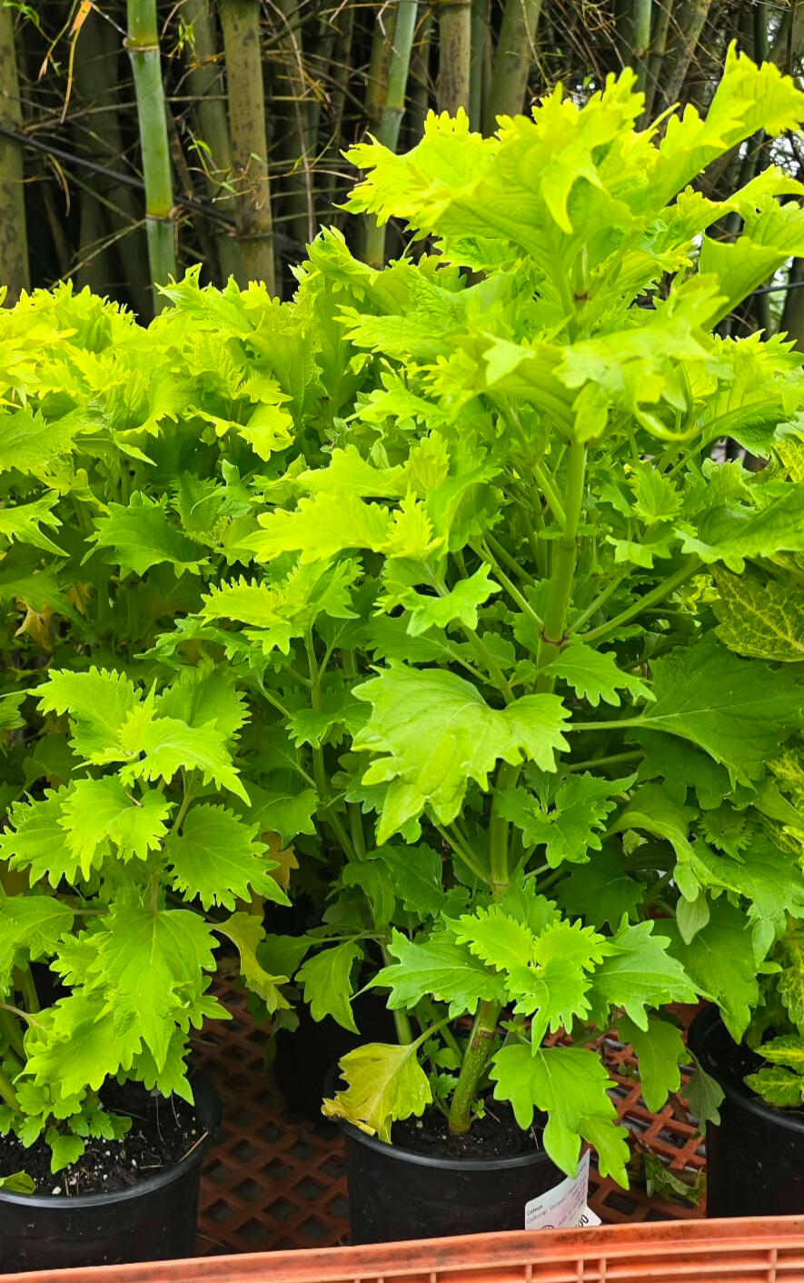 Coleus "Pistachio'
