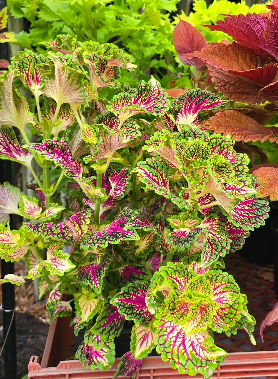 Coleus 'Dragon Heart'