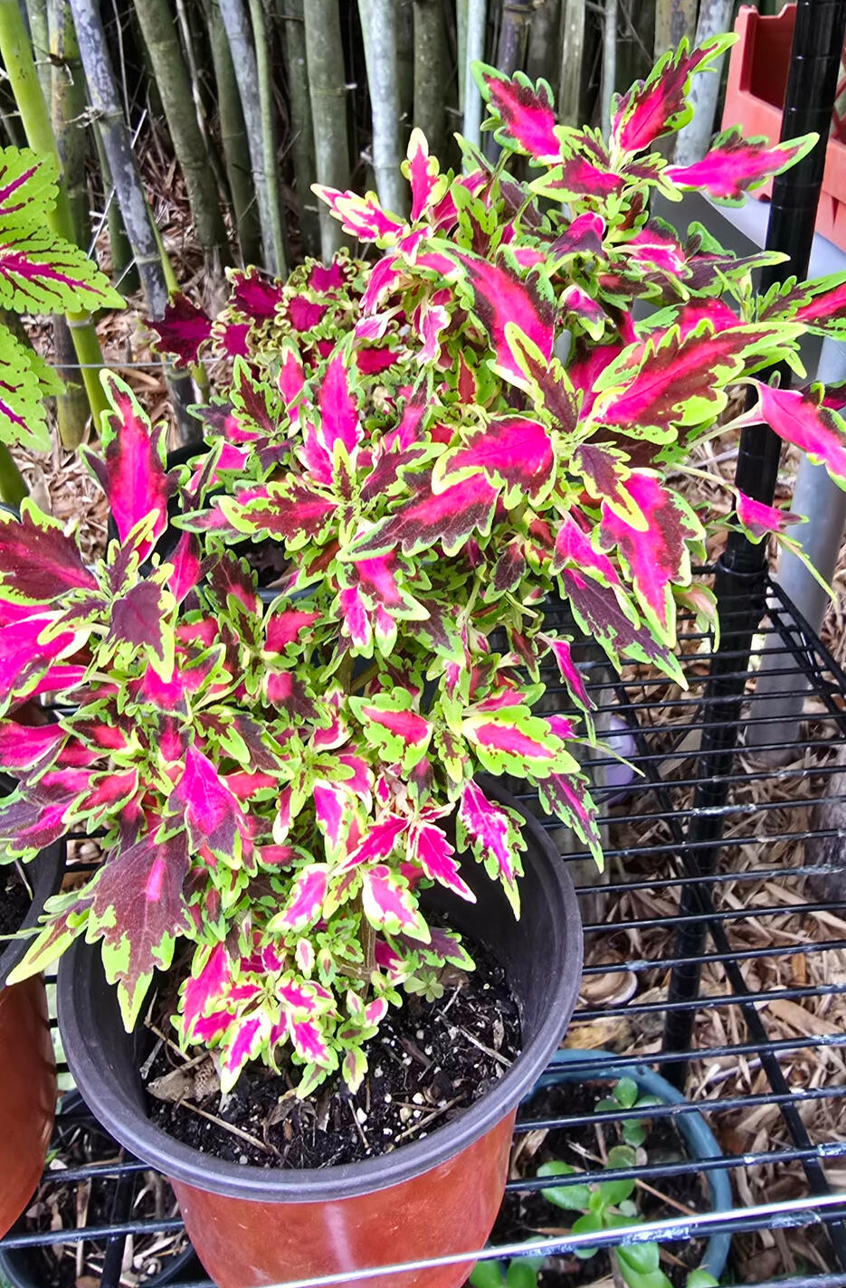 Coleus 'Watermelon'