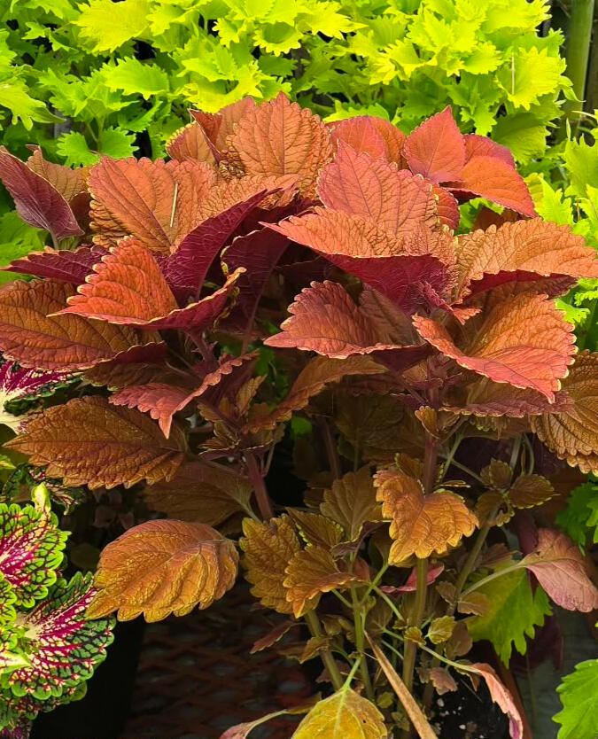 Coleus 'Sedona Sunset'